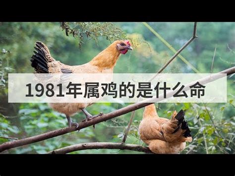 1981 屬雞|1981年屬雞的是什么命五行 早年艱辛晚年富貴